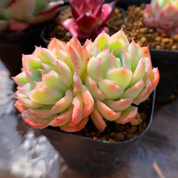 Amazon.co.jp: 農園直売 多肉植物 寄せ植え エケベリア属 ストロベリー